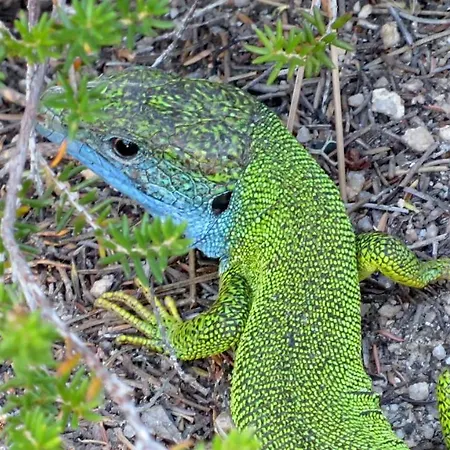 Spacious Close To An Amazing Sithonia Casa vacanze Vourvourou